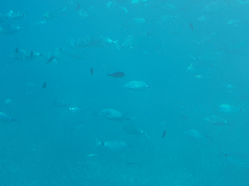 Foto de Mallorca (Illes Balears), España