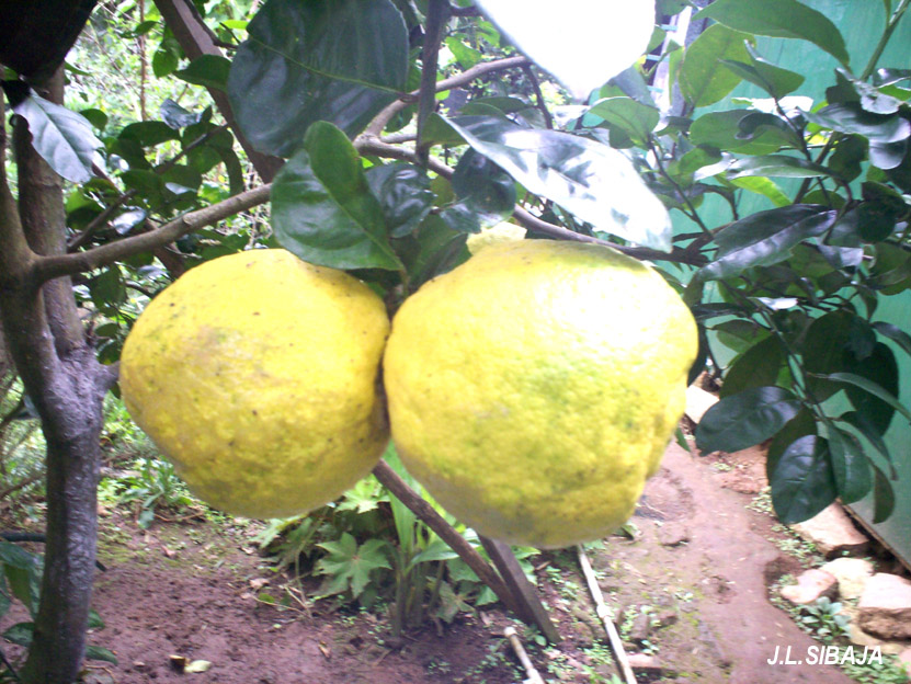 Foto de Pilas (Alajuela), Costa Rica