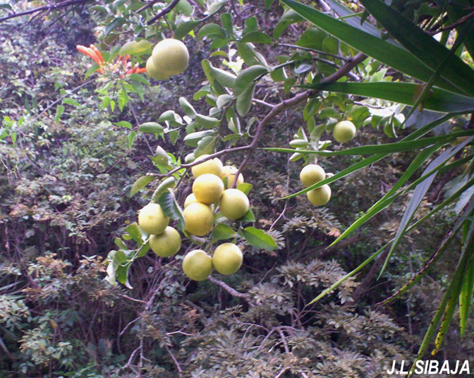 Foto de Pilas (Alajuela), Costa Rica