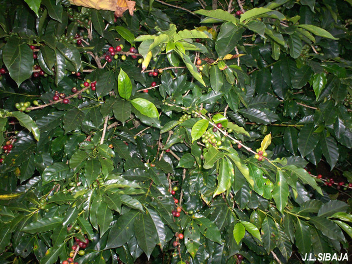 Foto de Pilas (Alajuela), Costa Rica