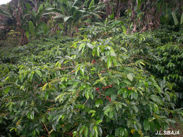 Foto de Pilas (Alajuela), Costa Rica