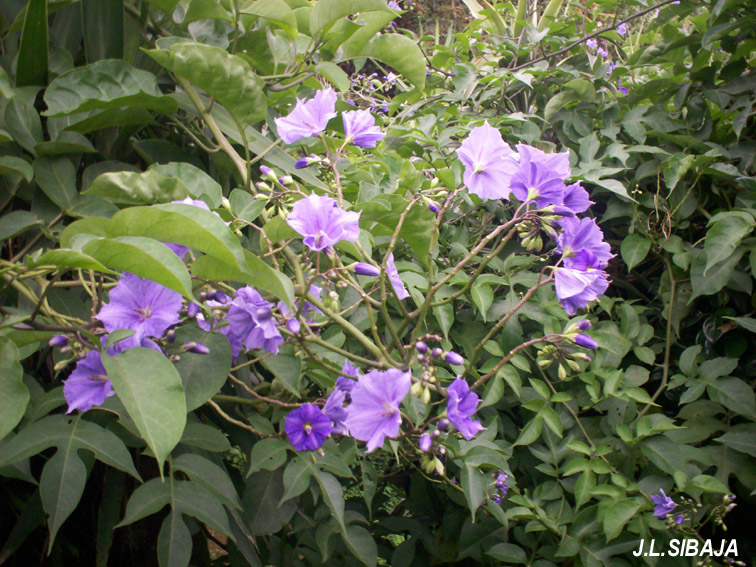 Foto de Pilas (Alajuela), Costa Rica