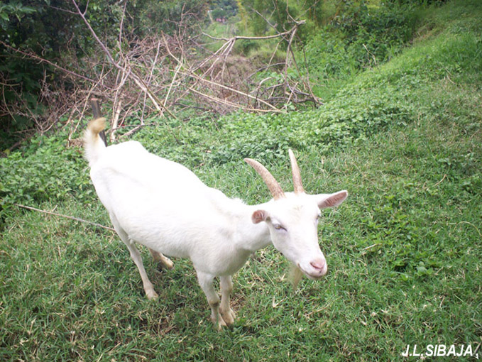 Foto de Pilas (Alajuela), Costa Rica