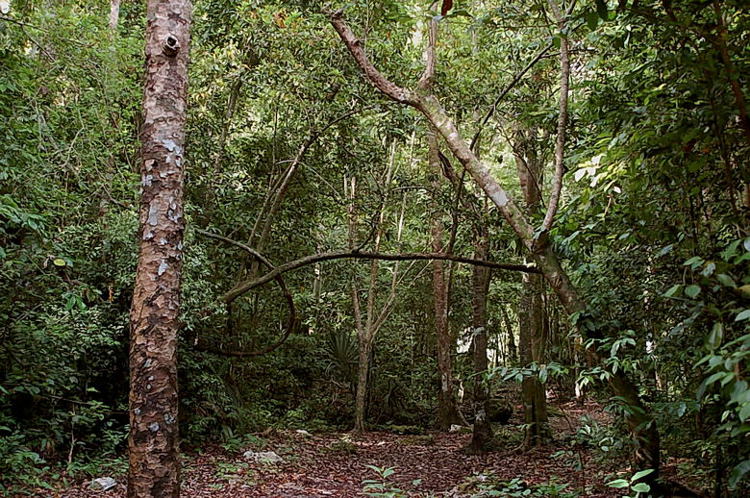 Foto de Muyil, México
