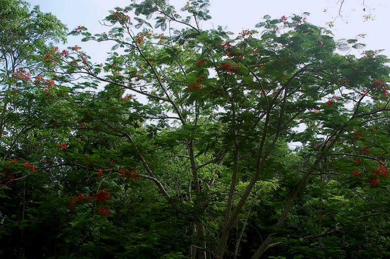 Foto de Muyil, México