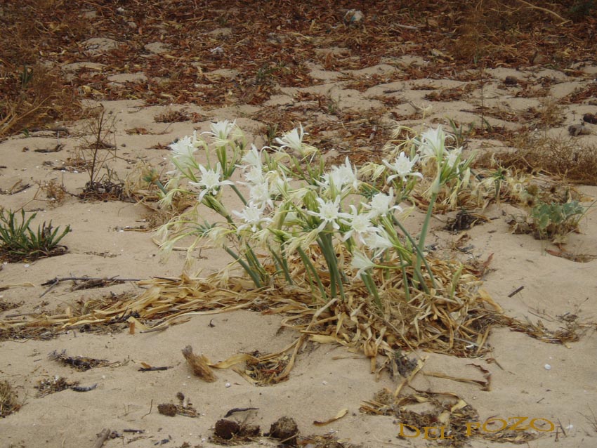 Foto de Barbate (Cádiz), España