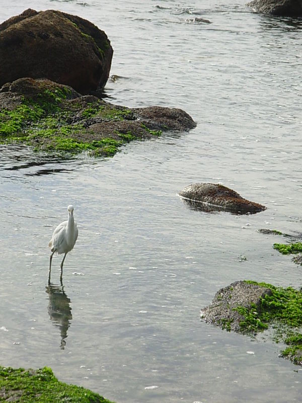 Foto de Horcon, Chile