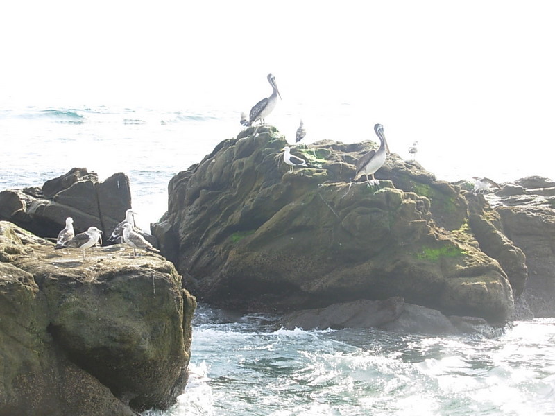 Foto de Horcon, Chile