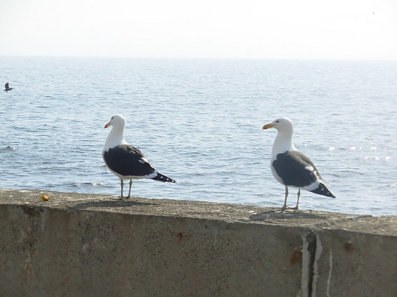 Foto de Horcon, Chile