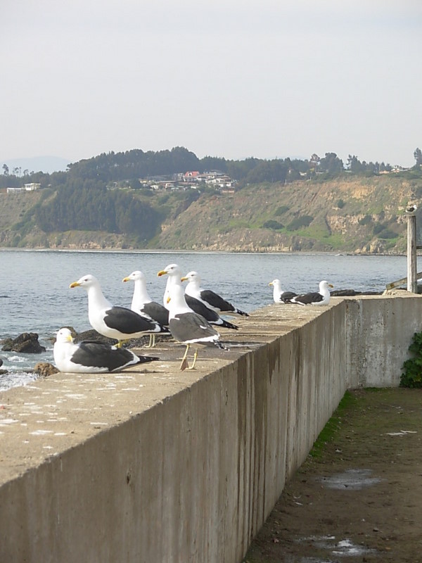Foto de Horcon, Chile