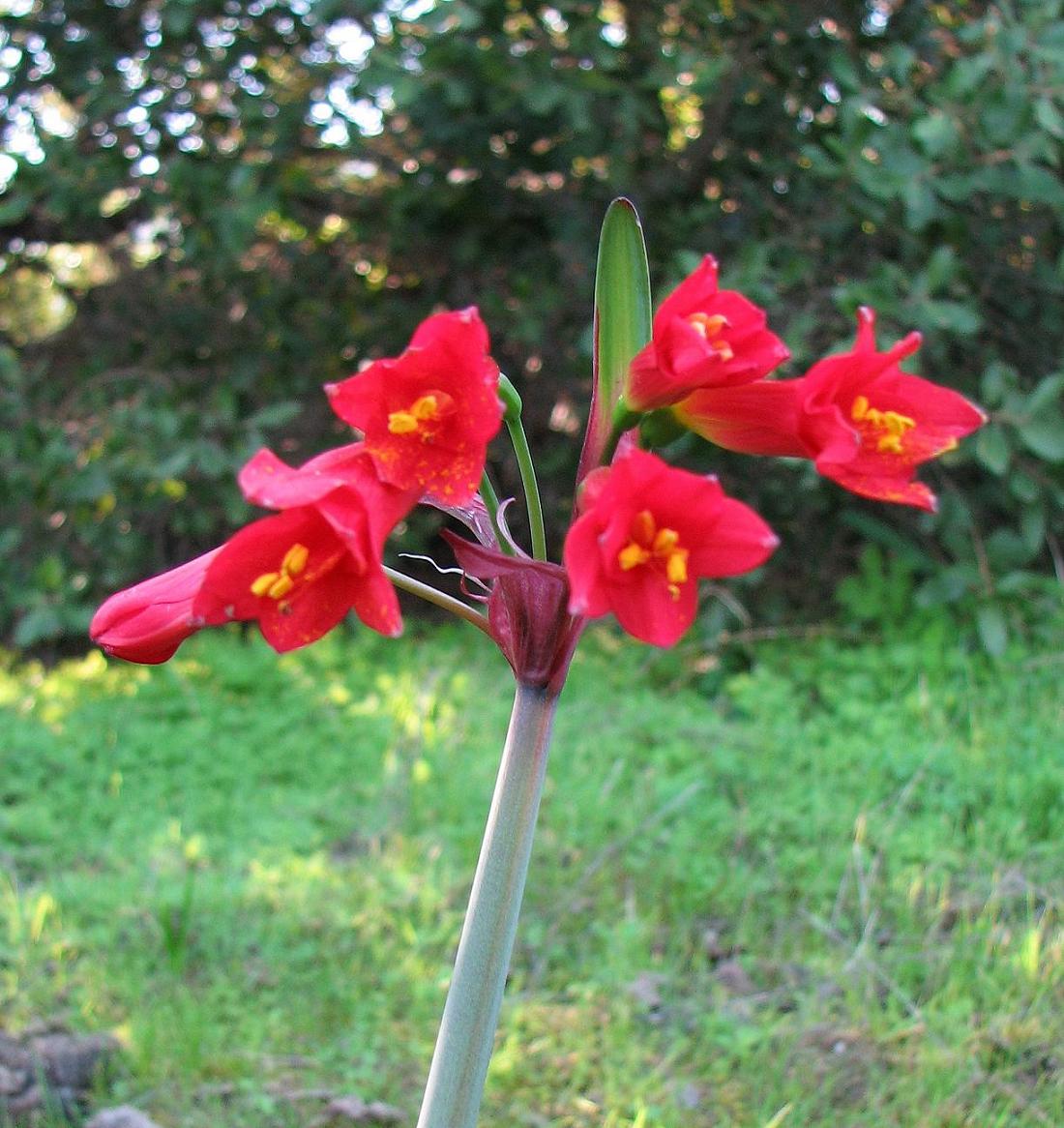 Foto de Curacaví, Chile