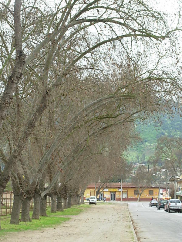 Foto de Limache, Chile