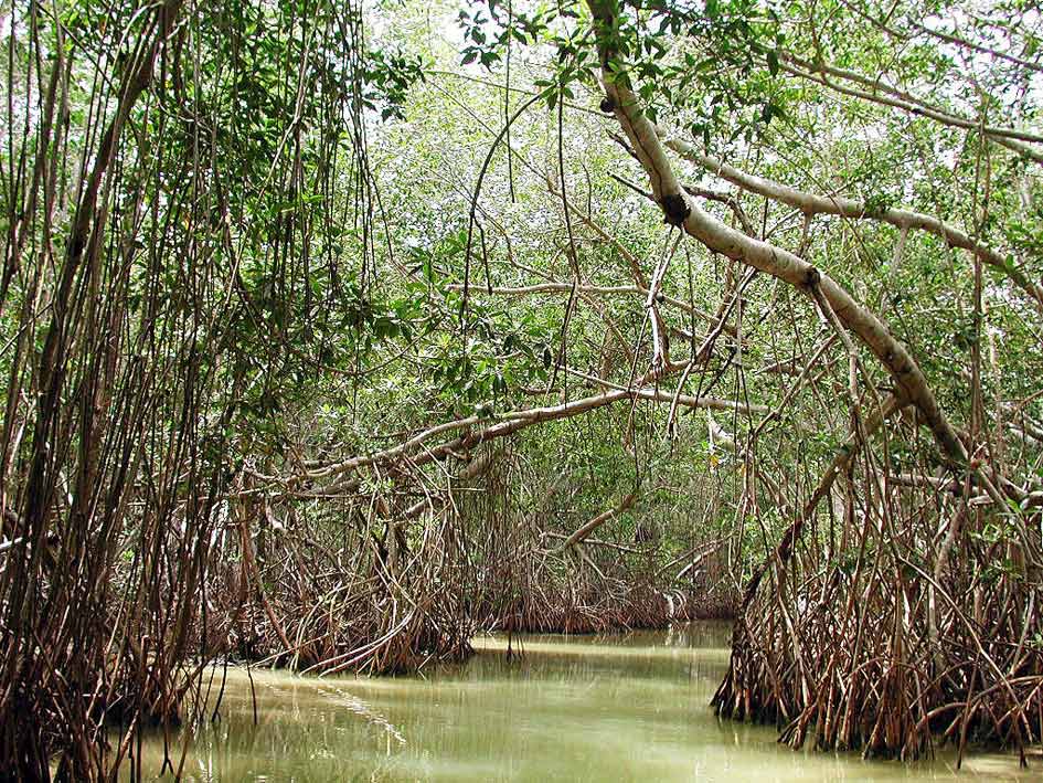 Foto de Celestún, México