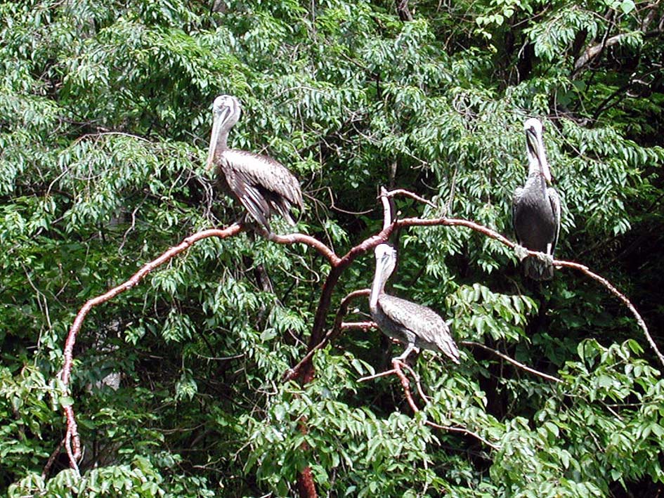 Foto de Tuxtla Gutierrez, México