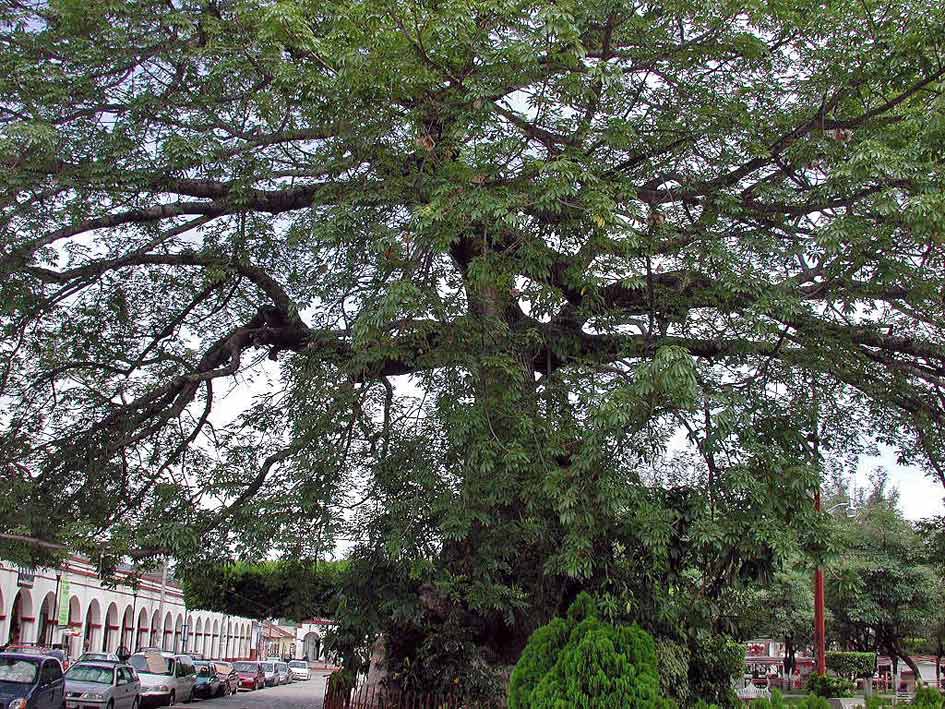 Foto de Chiapa de Corzo, Chiapas, México