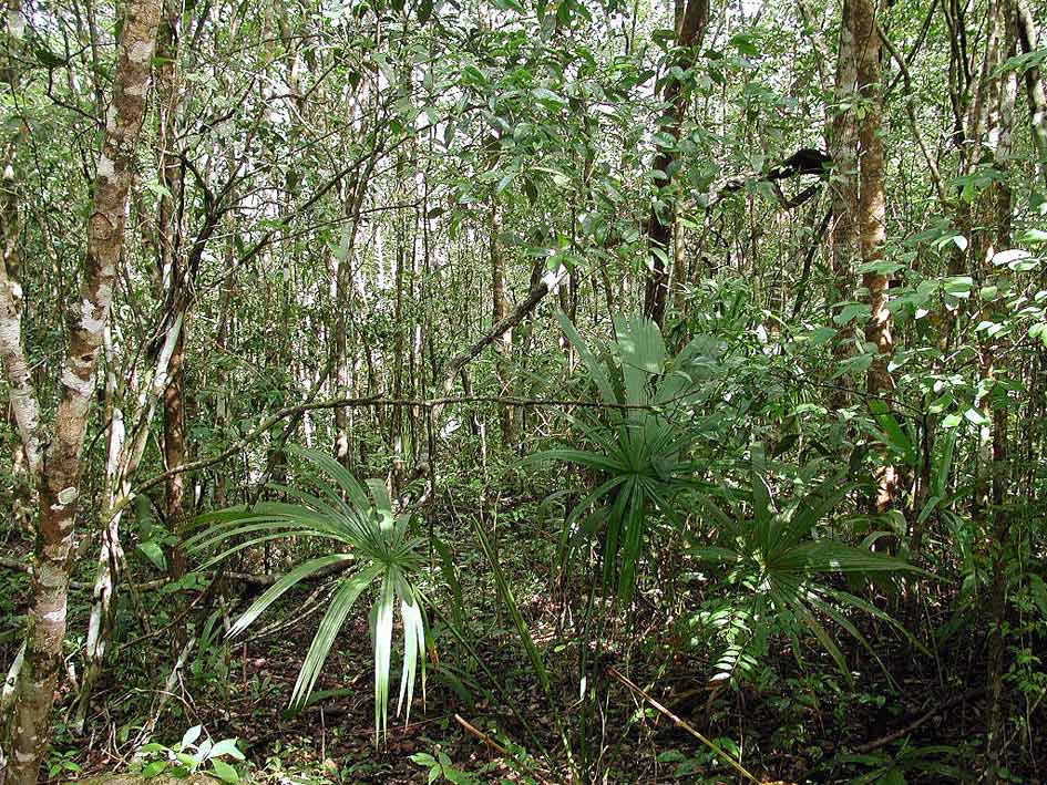 Foto de Cobá, Quintana Roo, México