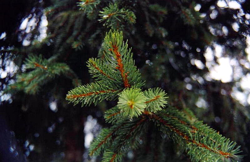 Foto de A Coruña (Galicia), España