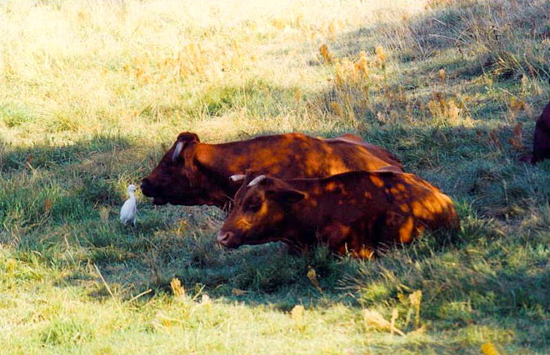 Foto de Sant Pere Pescador (Girona), España