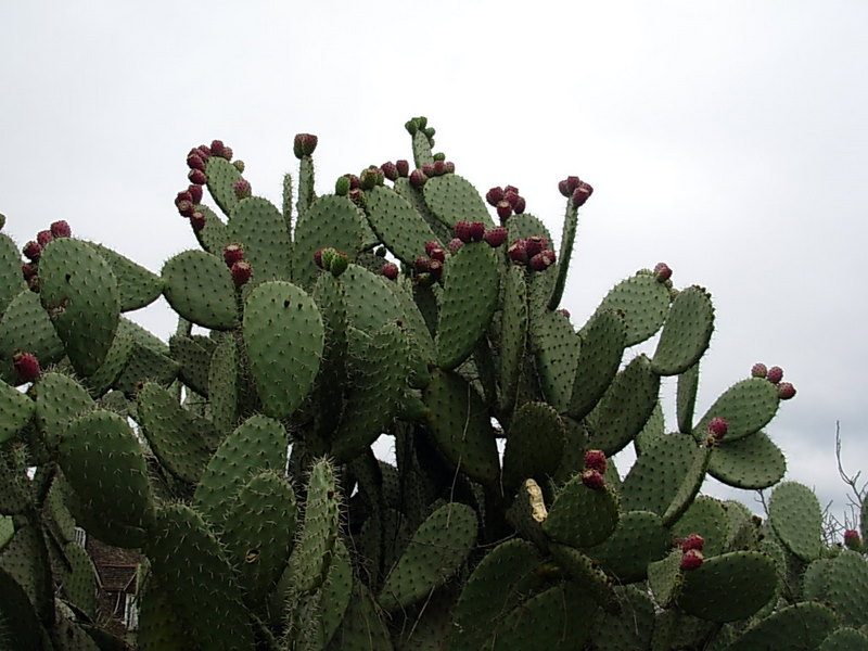 Foto de Limache, Chile
