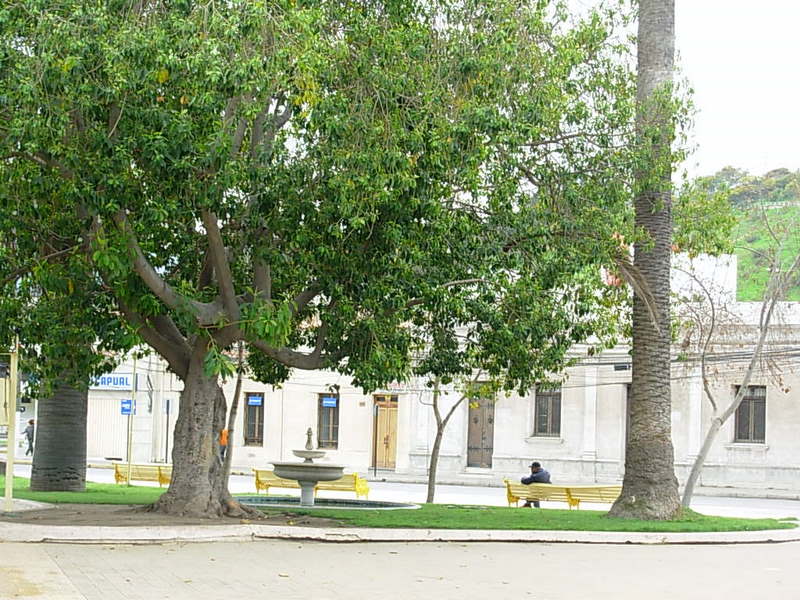 Foto de Quilota, Chile