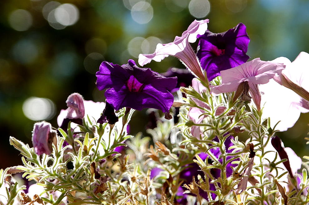Foto de Madrid (Comunidad de Madrid), España