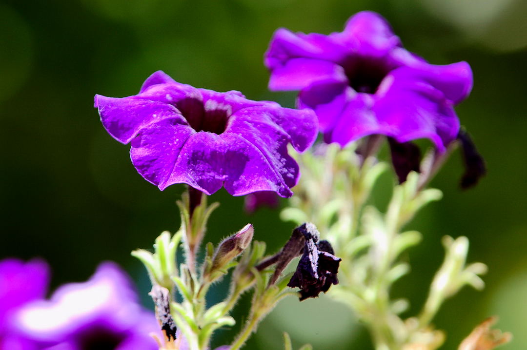 Foto de Madrid (Comunidad de Madrid), España