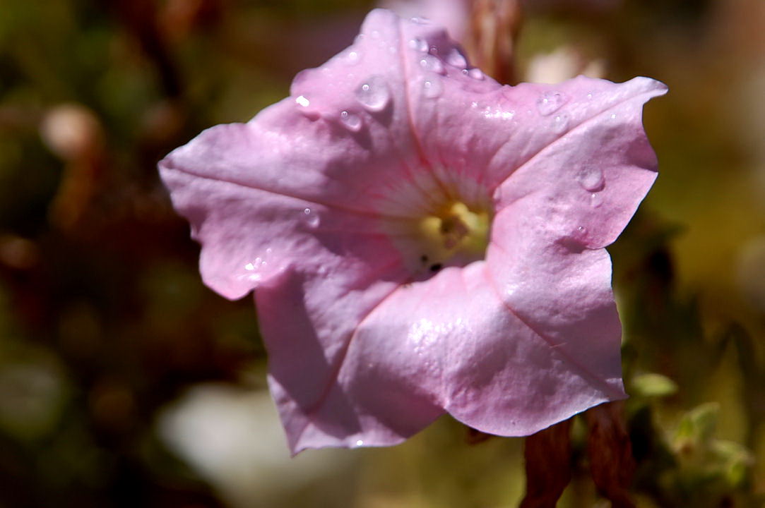 Foto de Madrid (Comunidad de Madrid), España