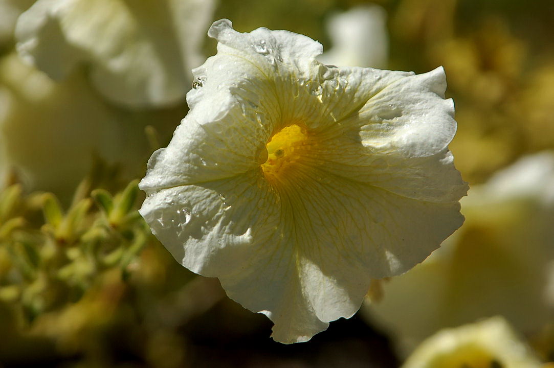 Foto de Madrid (Comunidad de Madrid), España