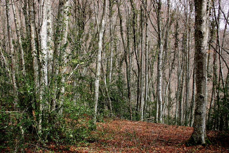Foto de Villabascones (Burgos), España
