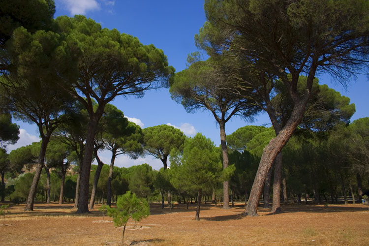 Foto de Zamora (Castilla y León), España