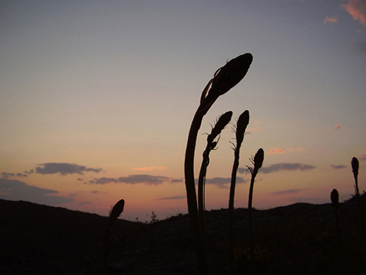 Foto de Oleiros (A Coruña), España