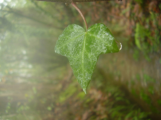 Foto de Cerceda (A Coruña), España