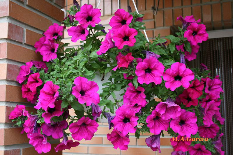 Foto de Respenda de la Peña (Palencia), España