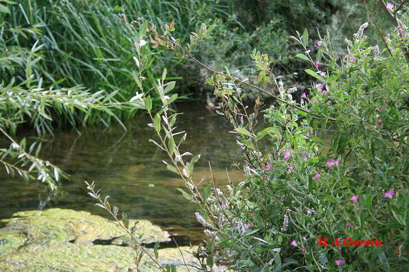 Foto de Respenda de la Peña (Palencia), España