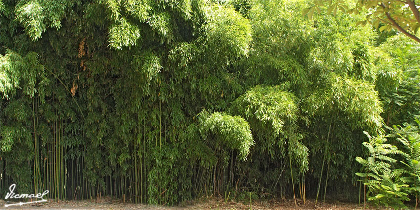 Foto de Embid de Ariza (Zaragoza), España