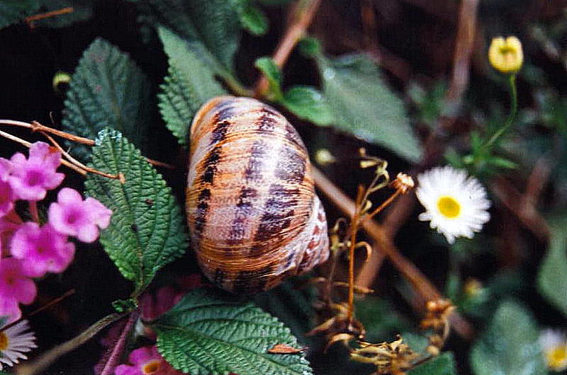 Foto de A Coruña (Galicia), España