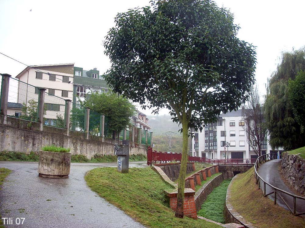 Foto de Oviedo (Asturias), España