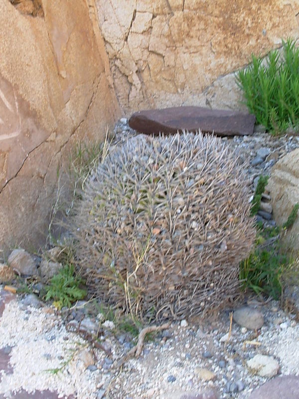Foto de Coquimbo, Chile