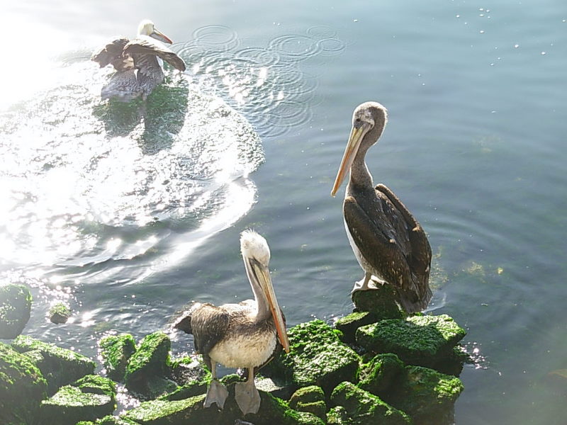 Foto de Coquimbo, Chile