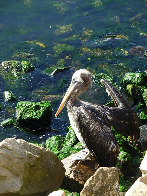 Foto de Coquimbo, Chile