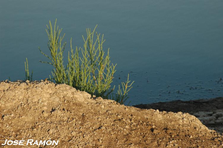 Foto de Trebujena (Cádiz), España