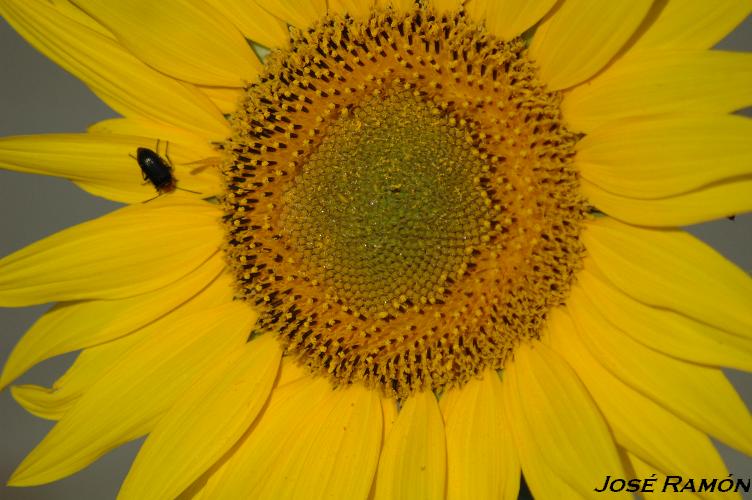 Foto de Trebujena (Cádiz), España