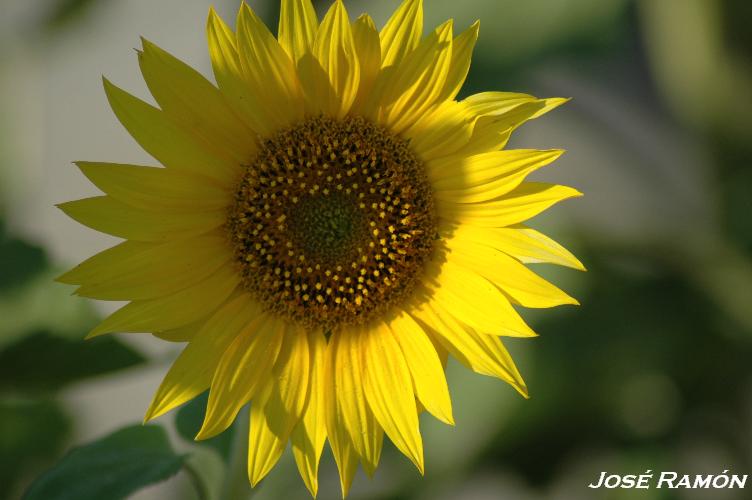 Foto de Trebujena (Cádiz), España