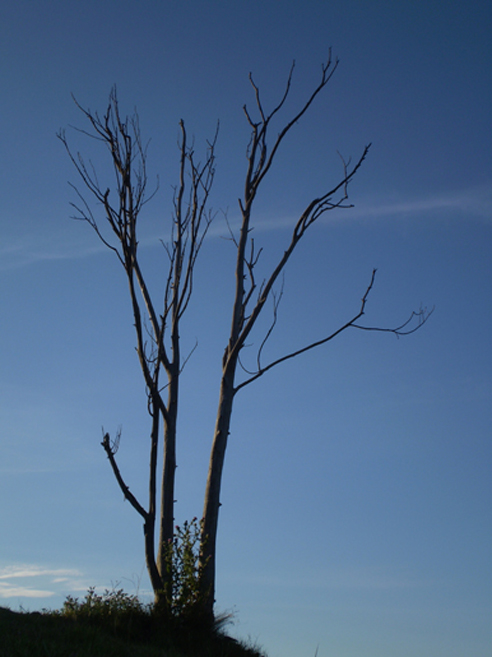 Foto de Arteixo (A Coruña), España