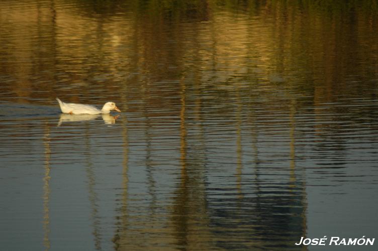 Foto de Jerez de la Frontera (Cádiz), España