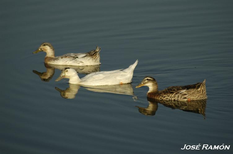 Foto de Jerez de la Frontera (Cádiz), España