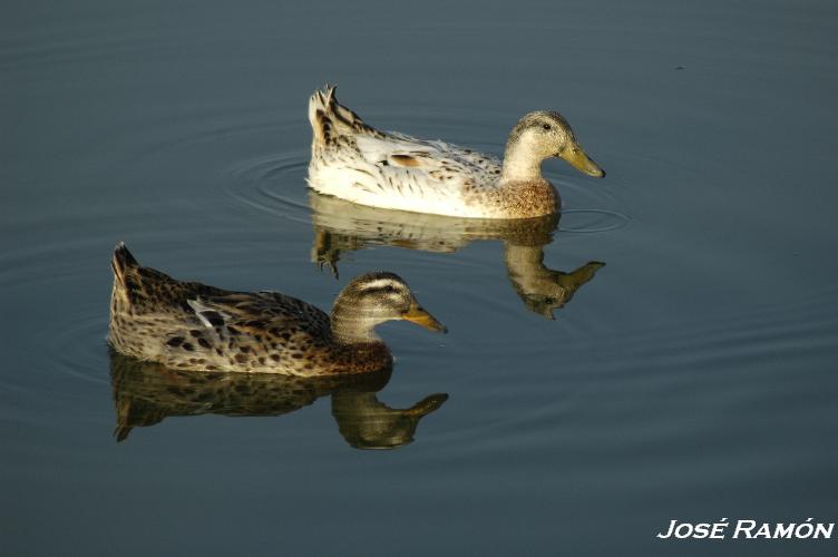 Foto de Jerez de la Frontera (Cádiz), España