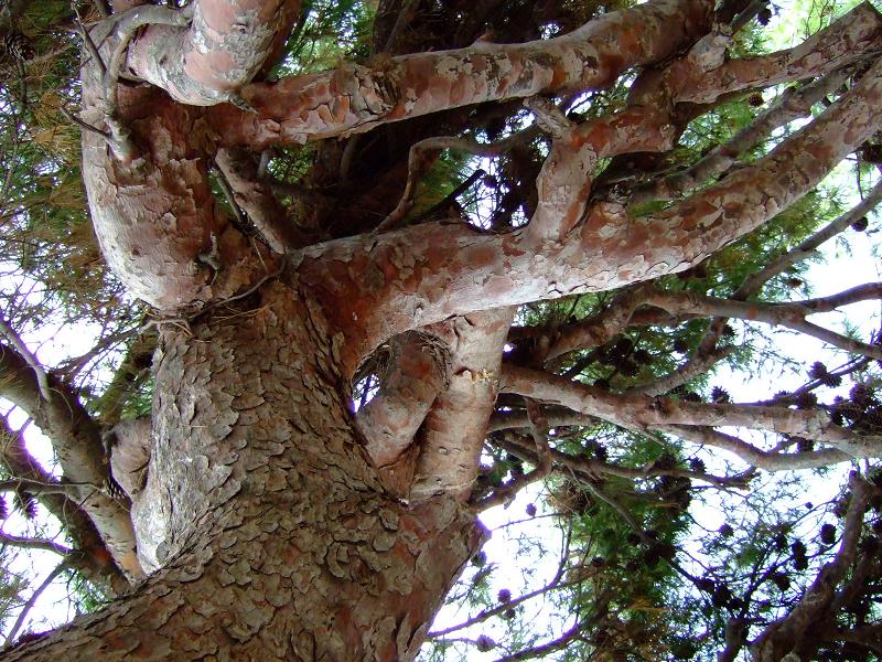 Foto de Peñíscola (Castelló), España