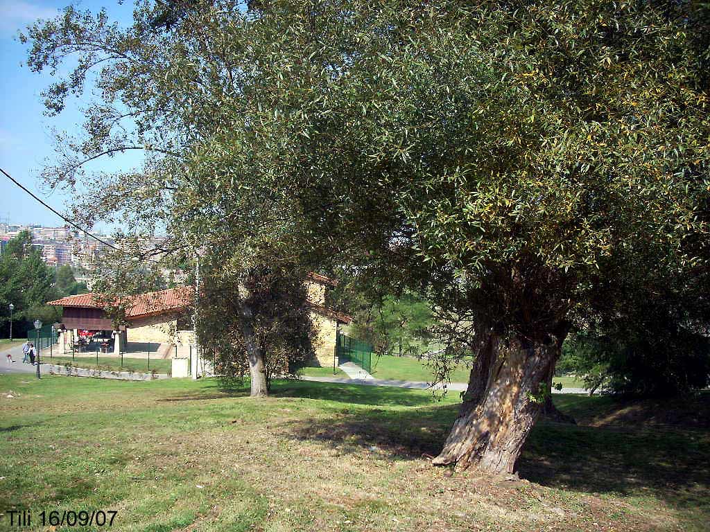 Foto de Oviedo (Asturias), España