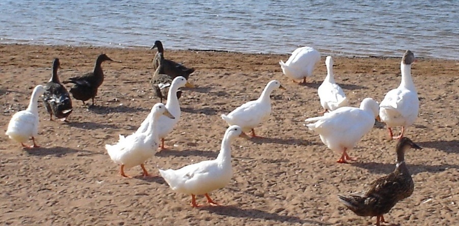 Foto de Menorca (Illes Balears), España